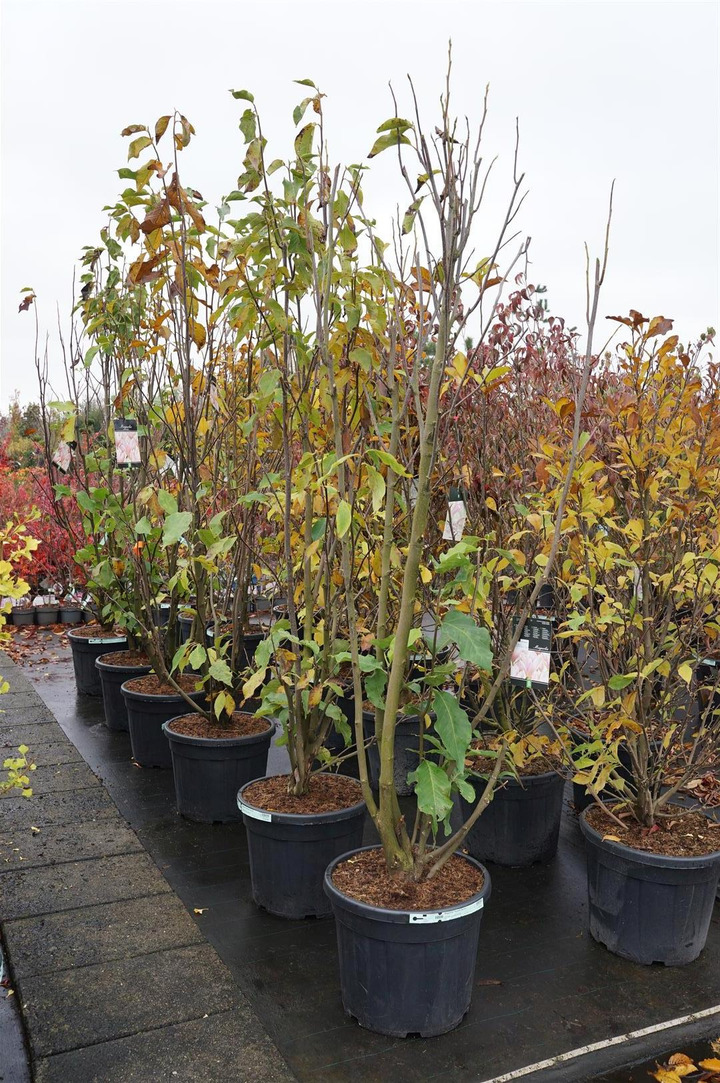 Magnolija (Lot Magnolia) 'Heaven Scent' C55 200-225 CM EXTRA