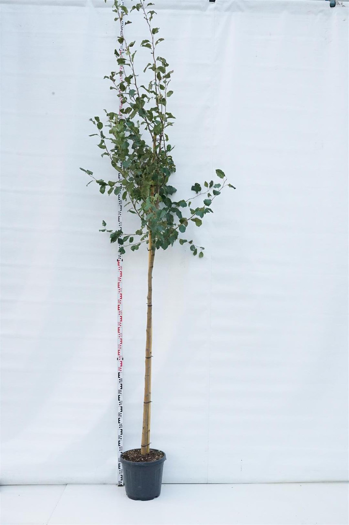 Obelis (Lot Malus) 'Hyslop' C30 KAMIENO APIMTIS 10-12 CM STANDARD
