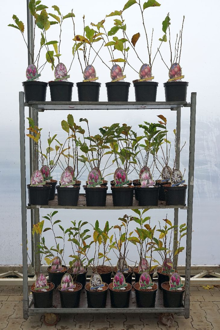 Magnolija MIX (Lot Magnolia in)  C3,5/P20 40-50 CM