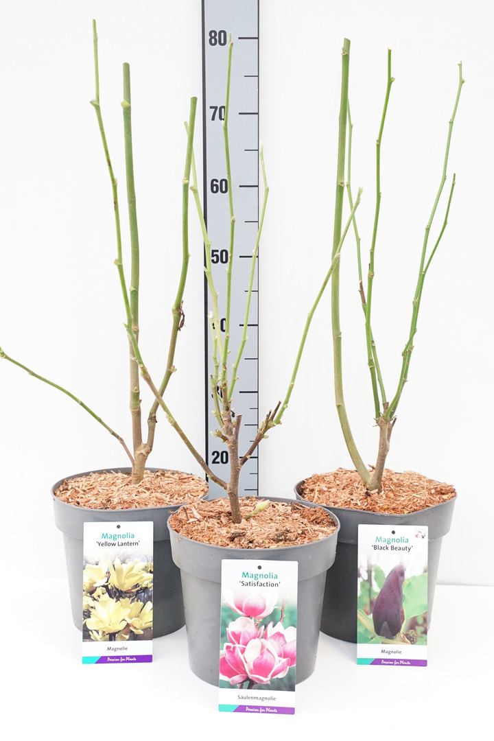 Magnolija MIX (Lot Magnolia in)  3x17 'Genie', 'Satisfaction' & 'Yellow Lantern' C5/P23 50-60 CM