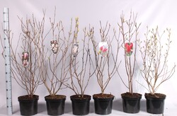 Magnolija MIX (Lot Magnolia in)   GH Kern, Leonard Messel, Lilliflora Nigra, Susan, Stellata, Superba C7,5/P26 80/+ CM