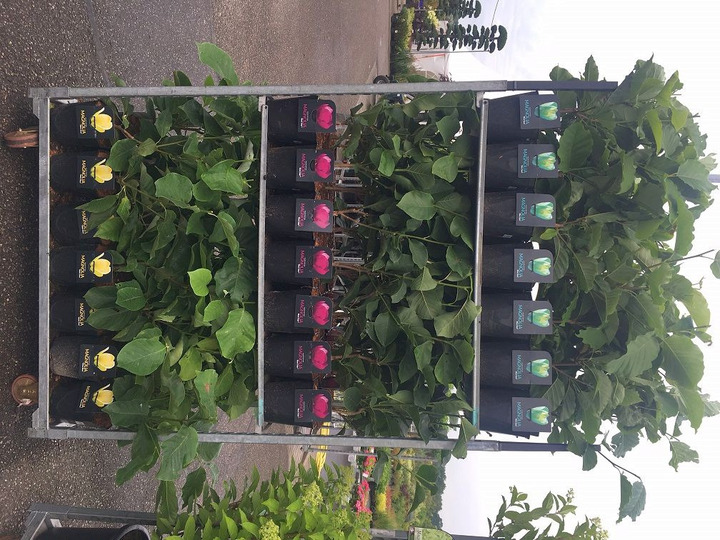Magnolija MIX (Lot Magnolia in)  C7,5/P26 100/+ CM 2-4 Branches