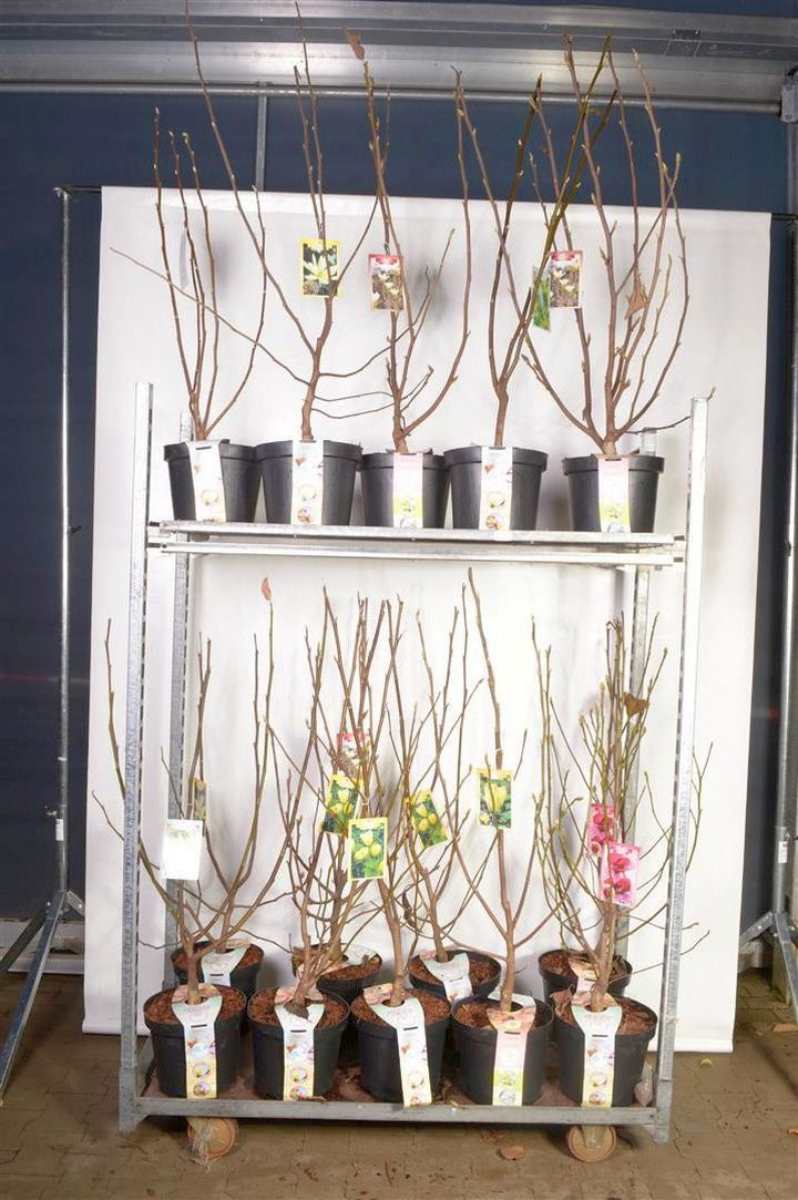 Magnolija MIX (Lot Magnolia in)  C7,5/P26 100/+ CM 2-4 Branches
