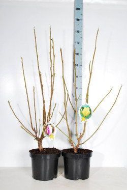 Magnolija MIX (Lot Magnolia in)  1x2 'Baby Blue' & 2x4 'Satisfaction' & 'Yelow Bird' C10 80-100 CM