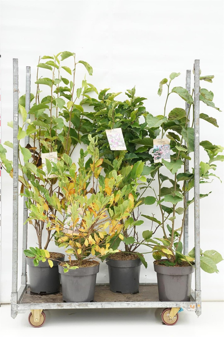 Magnolija MIX (Lot Magnolia in)  4x4 'Heaven Scent', 'Susan', soulangeana & stellata  C12 100-125 CM