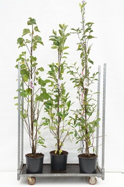 Magnolija MIX (Lot Magnolia in)  2x7 stellata & 'Susan' C15 175-200 CM