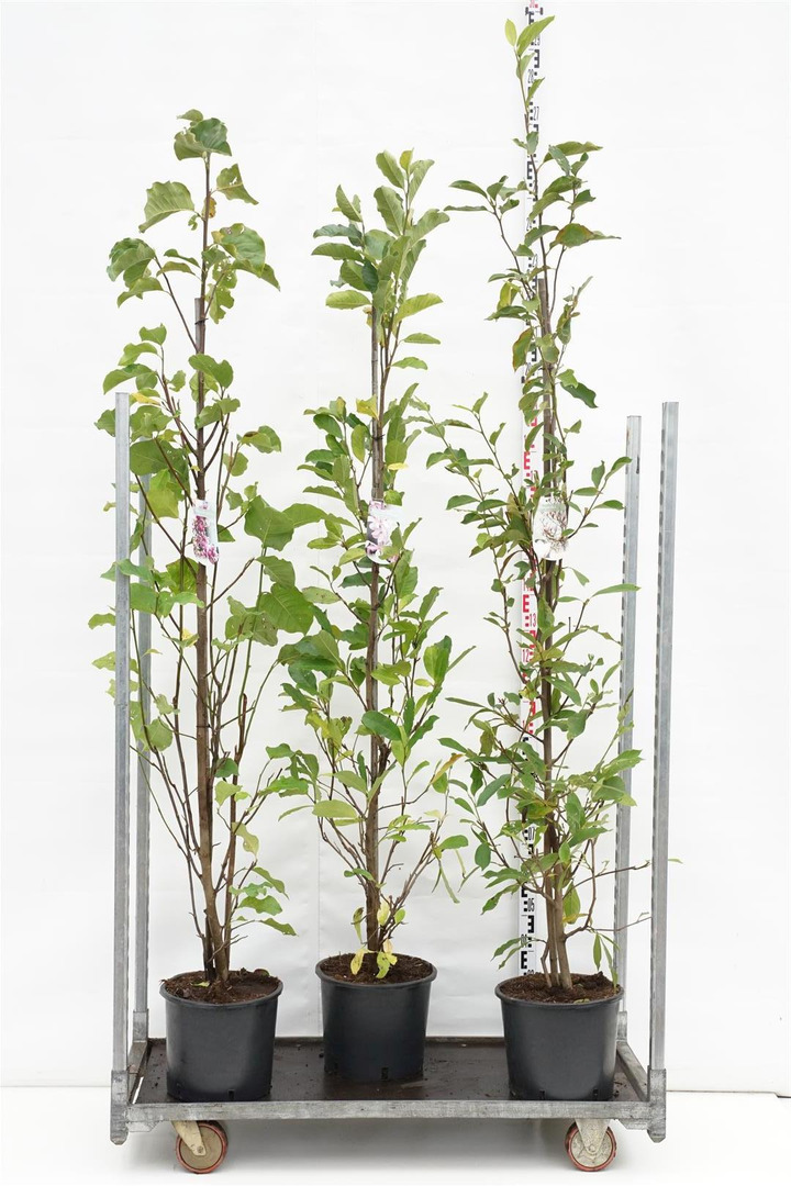 Magnolija MIX (Lot Magnolia in)  2x7 stellata & 'Susan' C15 175-200 CM