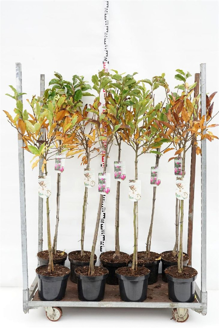 Magnolija MIX (Lot Magnolia in)  2x11 'Susan' & stellata C7,5/P26 STIEBAS 90 CM