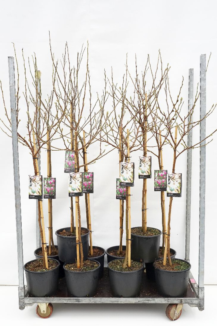 Magnolija MIX (Lot Magnolia in)  4x4 'Susan', stellata, 'Leonard Messel' & ' G.H. Kern' C10 STIEBAS 100 CM