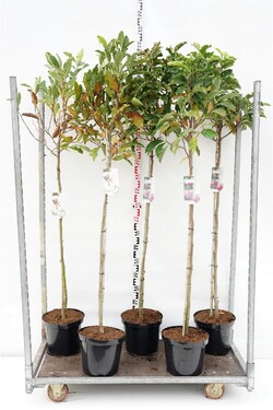 Magnolija MIX (Lot Magnolia in)  2x9 'Susan' & stellata C10 STIEBAS 120 CM
