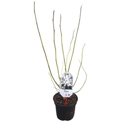 Magnolija japoninė (Lot Magnolia kobus)  C3/P19 40-50 CM