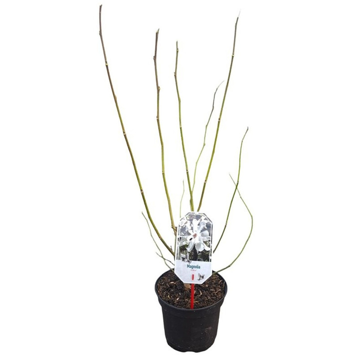 Magnolija japoninė (Lot Magnolia kobus)  C3/P19 40-50 CM
