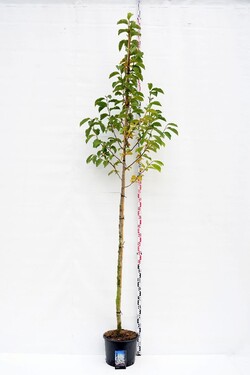 Magnolija japoninė (Lot Magnolia kobus) C25 KOTO APIMTIS 8-10 CM | MAGNOLIJOS | KRŪMAI