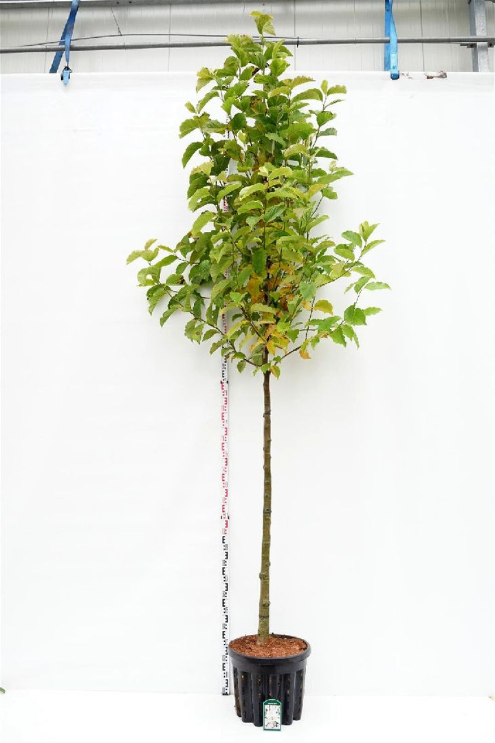 Magnolija japoninė (Lot Magnolia kobus) C50 KOTO APIMTIS 12-14 CM | MAGNOLIJOS | KRŪMAI