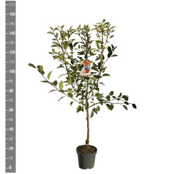 Naminė obelis (Lot Malus d.) 'Braeburn' C7,5/P26 BUSH - nuotrauka 2