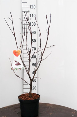 Obelis (Lot Malus) 'Liset' C7,5/P26 BUSH - nuotrauka 1
