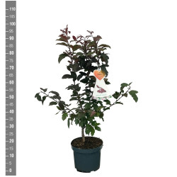 Obelis (Lot Malus) 'Liset' C7,5/P26 BUSH - nuotrauka 2
