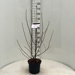 Lebnerio magnolija (Lot Magnolia loebneri) 'Leonard Messel' C5/P23 30-40 CM | MAGNOLIJOS | KRŪMAI