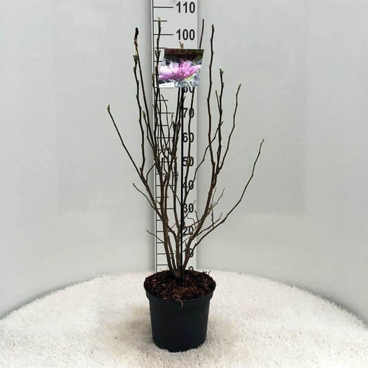 Magnolija lebnerio (Lot Magnolia loebneri) 'Leonard Messel' C5/P23 60-80 CM | MAGNOLIJOS | KRŪMAI