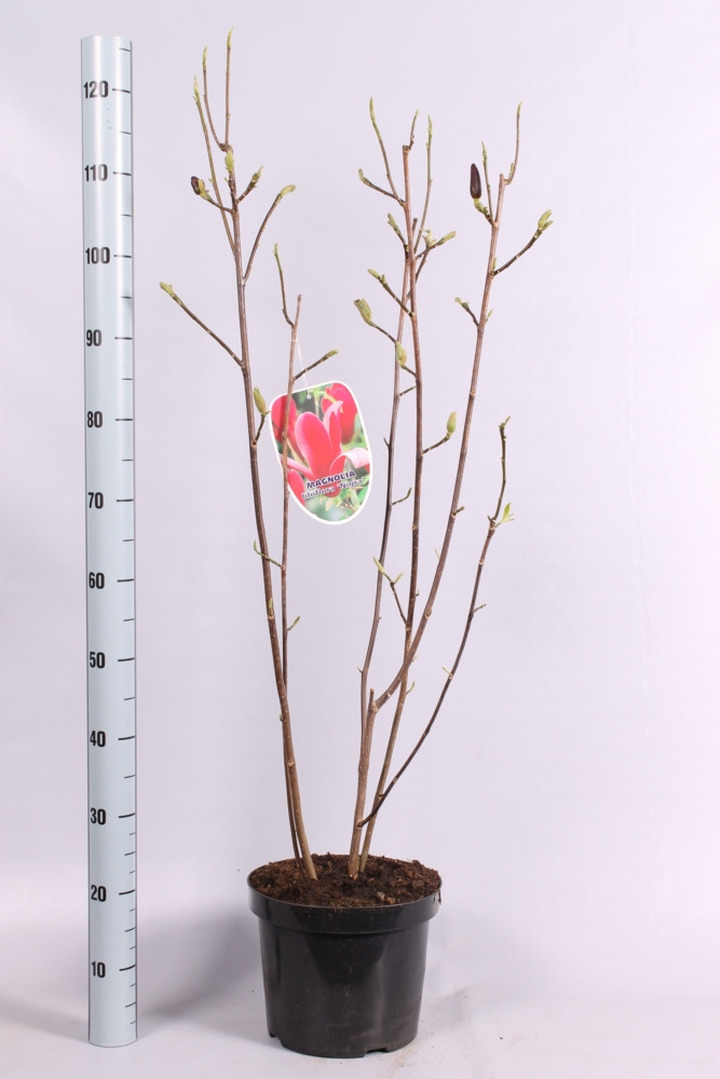 Lebnerio magnolija (Lot Magnolia loebneri) 'Leonard Messel' C7,5/P26 80-100 CM