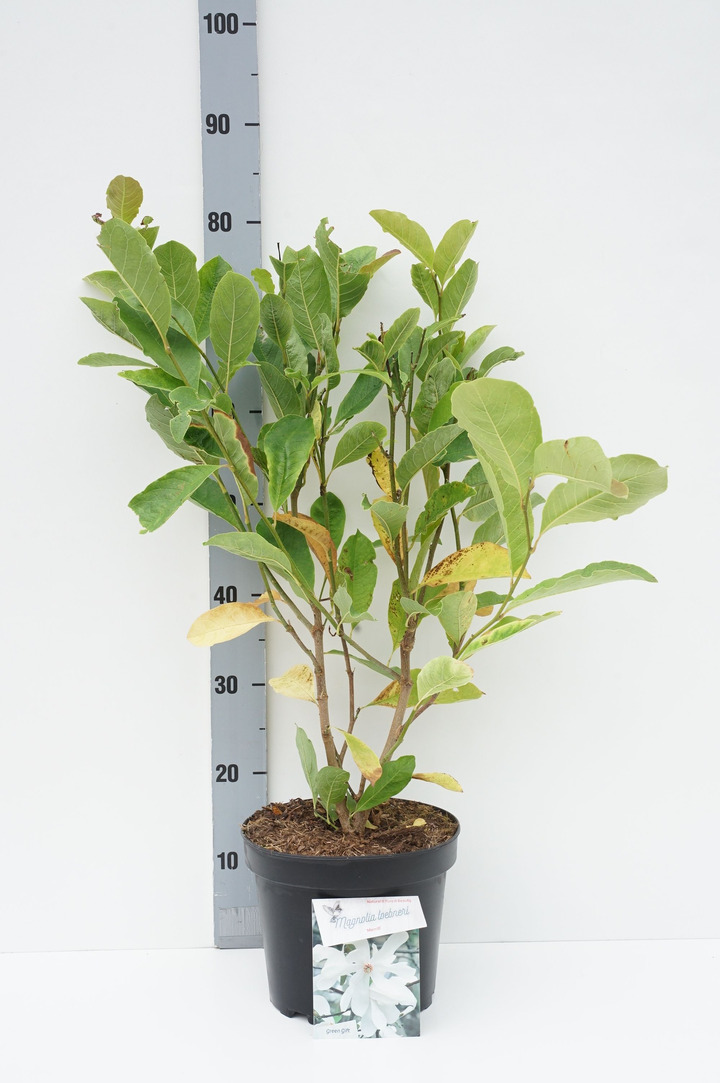 Lebnerio magnolija (Lot Magnolia loebneri) 'Merrill' C5/P23 40-50 CM
