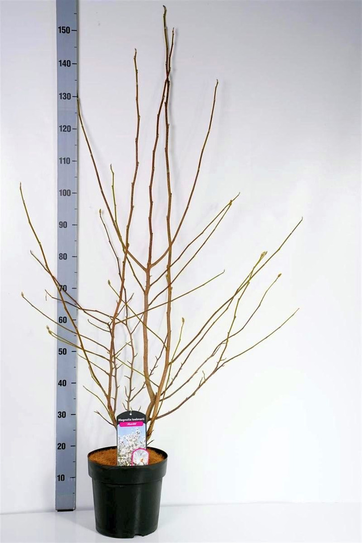 Lebnerio magnolija (Lot Magnolia loebneri) 'Merrill' C6,5/P24 80-100 CM