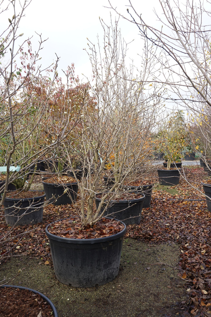 Magnolija lebnerio (Lot Magnolia loebneri) 'Merrill' C285 250-300 CM | MAGNOLIJOS | KRŪMAI