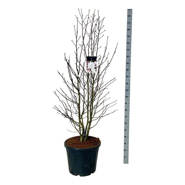 Lebnerio magnolija (Lot Magnolia loebneri) 'Merrill' C55 175-200CM EXTRA