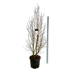 Lebnerio magnolija (Lot Magnolia loebneri) 'Merrill' C55 200-225 CM EXTRA