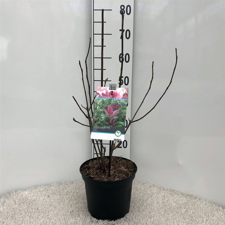Magnolija liliiflora (Lot Magnolia liliiflora) 'Nigra' C5/P23 40-50 CM | MAGNOLIJOS | KRŪMAI