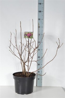 Magnolija liliiflora (Lot Magnolia liliiflora) 'Nigra' C10 60-80 CM