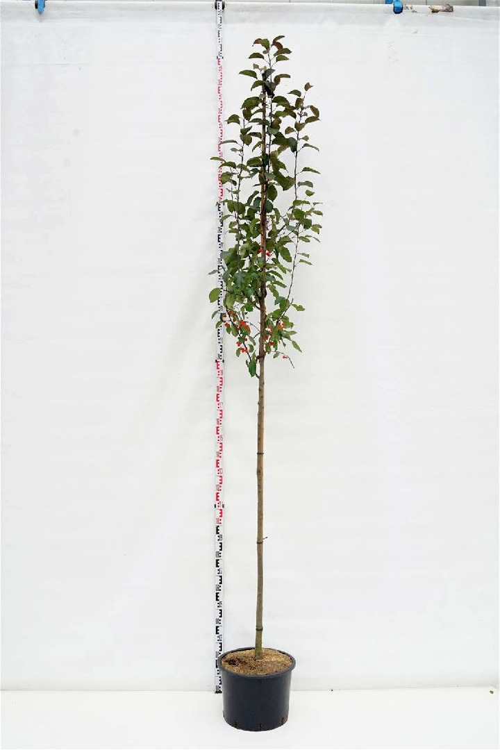 Obelis (Lot Malus) 'Mokum' C20 KAMIENO APIMTIS 8-10 CM STANDARD