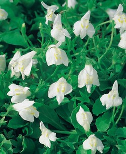Žiopnis (Lot Mazus reptans) 'Albus' P9 | ŽIOPNĖS | DAUGIAMETĖS GĖLĖS