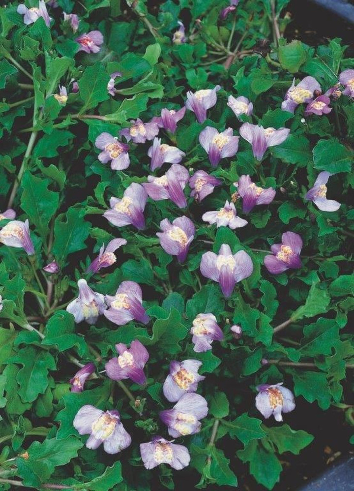 Žiopnis (blue) (Lot Mazus reptans (blue)) P9 | ŽIOPNĖS | DAUGIAMETĖS GĖLĖS