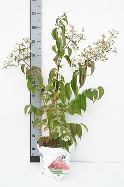 Magnolija (Lot Magnolia) 'Ricki' C3/P19 50-60 CM | MAGNOLIJOS | KRŪMAI
