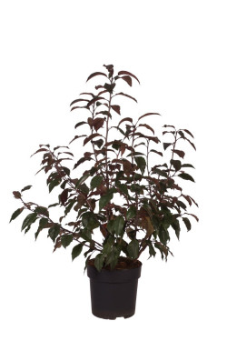 Obelis (Lot Malus) 'Royalty' C5/P23 80-100 CM