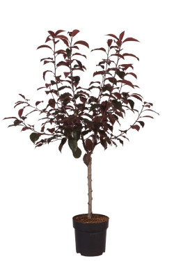 Obelis (Lot Malus) 'Royalty' C5/P23 KOTAS 40 CM | OBELYS | VAISMEDŽIAI - VAISKRŪMIAI