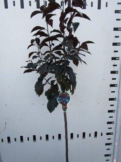 Obelis (Lot Malus) 'Royalty' C5/P23 STIEBAS 80 CM