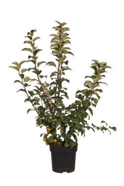 Obelis (Lot Malus) 'Red Sentinel' C5/P23 80-100 CM