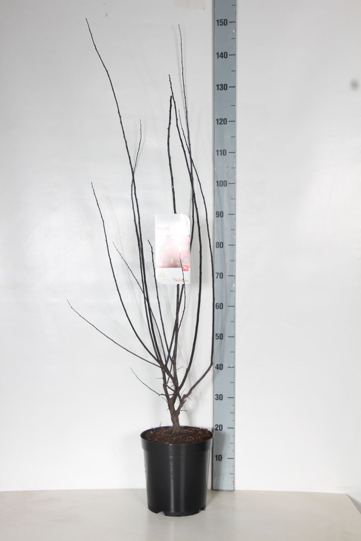 Obelis (Lot Malus) 'Red Sentinel' C7,5/P26 80-100 CM | OBELYS | VAISMEDŽIAI - VAISKRŪMIAI