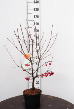 Obelis (Lot Malus) 'Red Sentinel' C7,5/P26 BUSH - nuotrauka 1