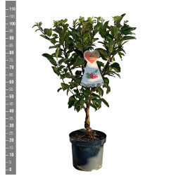 Obelis (Lot Malus) 'Red Sentinel' C7,5/P26 BUSH - nuotrauka 2