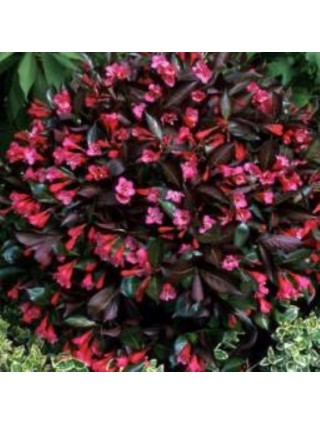 Veigelė Gražiažiedė (Lot Weigela Florida) 'ALEXANDRA' PBR-VEIGĖLĖS-KRŪMAI