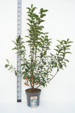 Obelis (Lot Malus) 'Red Sentinel' C12 125-150 CM