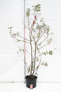 Obelis (Lot Malus) 'Red Sentinel' C35 200-250 CM | OBELYS | VAISMEDŽIAI - VAISKRŪMIAI
