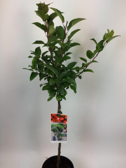 Obelis (Lot Malus) 'Red Sentinel' C3/P19 STIEBAS 50 CM | OBELYS | VAISMEDŽIAI - VAISKRŪMIAI