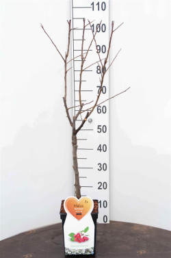 Obelis (Lot Malus) 'Red Sentinel' C5/P23 STIEBAS 50 CM - nuotrauka 1