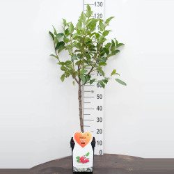 Obelis (Lot Malus) 'Red Sentinel' C5/P23 STIEBAS 50 CM - nuotrauka 2