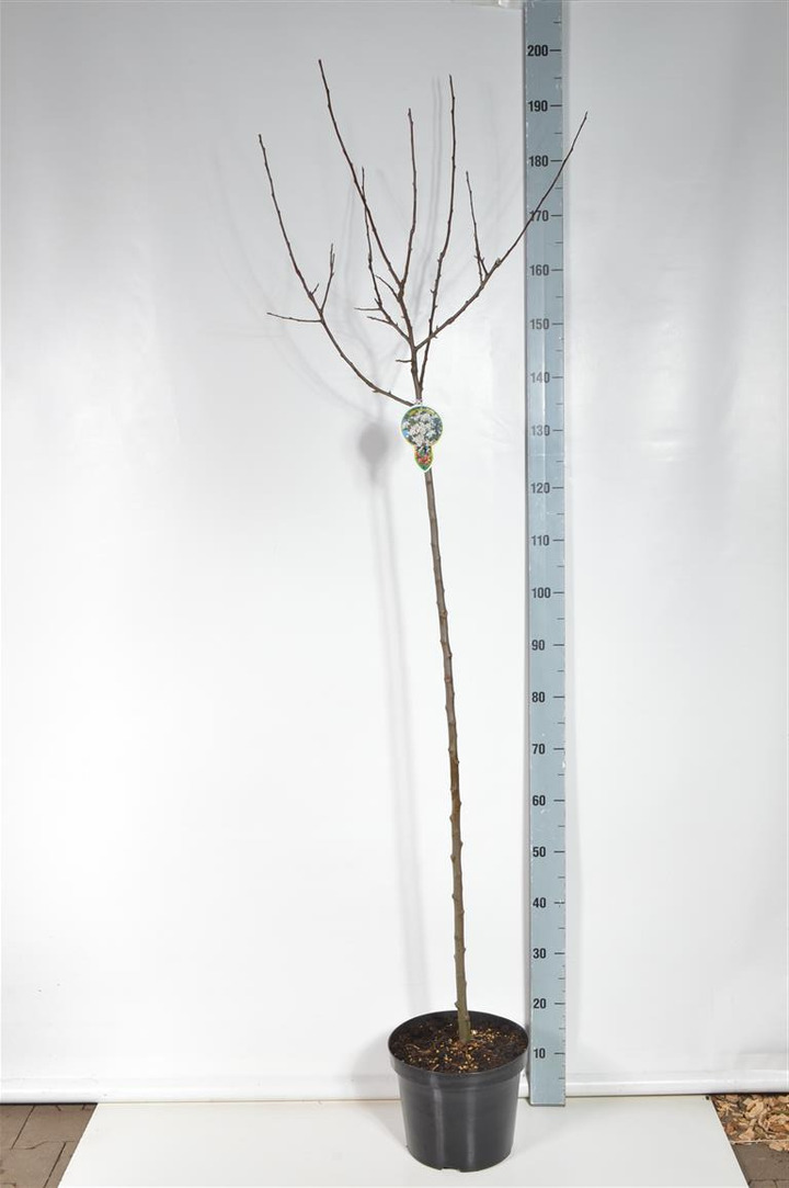 Obelis (Lot Malus) 'Red Sentinel' C7,5/P26 STIEBAS 120 CM 2JR | OBELYS | VAISMEDŽIAI - VAISKRŪMIAI