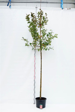 Obelis (Lot Malus) 'Red Sentinel' C35 KOTO APIMTIS 10-12 CM | OBELYS | VAISMEDŽIAI - VAISKRŪMIAI